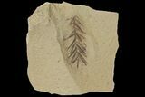 Dawn Redwood (Metasequoia) Fossil - Montana #126617-1
